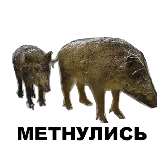 Sticker Среда обитания (@riamz) - 1