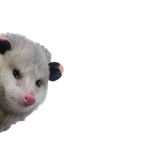 REAL Poss Stickers - 