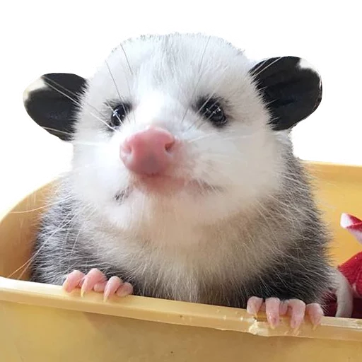 Стикер REAL Poss Stickers - 8