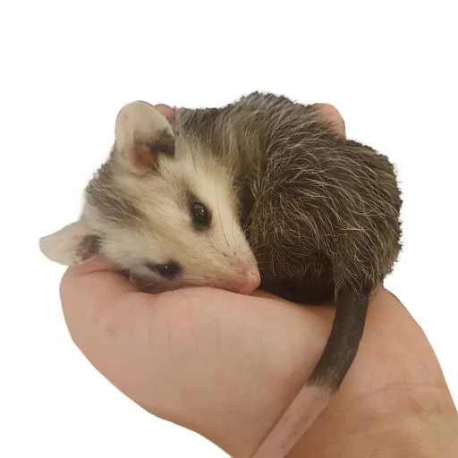 Стикер REAL Poss Stickers - 5