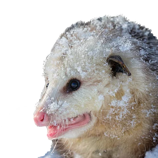 Стикер REAL Poss Stickers - 4