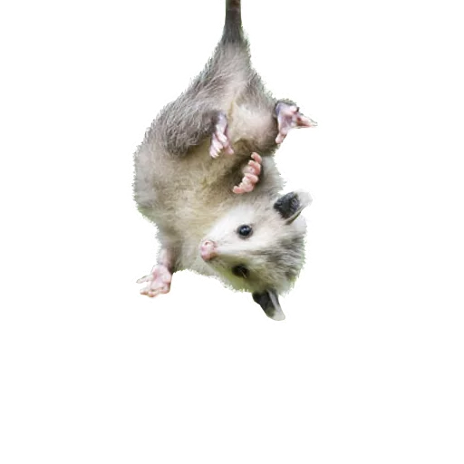 Стикер REAL Poss Stickers - 3