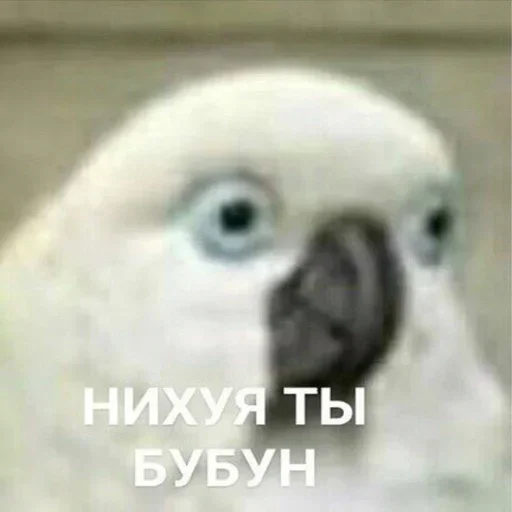 животное попугай птица