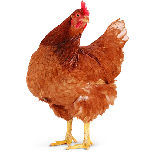 Sticker ROSTICSLovers - 1