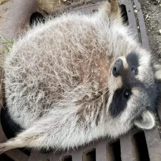 Sticker Racoon-zoned - 10