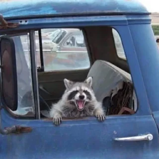 Sticker Racoon-zoned - 2