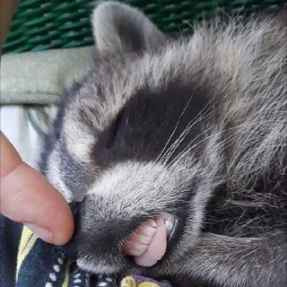 Sticker Racoon-zoned - 11