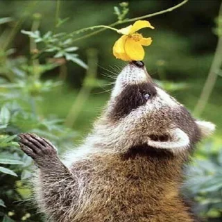 Sticker Racoon-zoned - 5