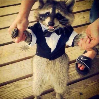 Sticker Racoon-zoned - 8