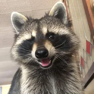 Sticker Racoon-zoned - 7