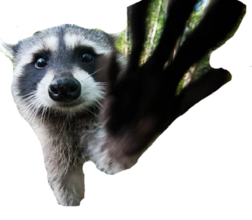 Стикер Racconns - 1