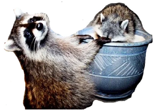 Sticker Racconns - 1