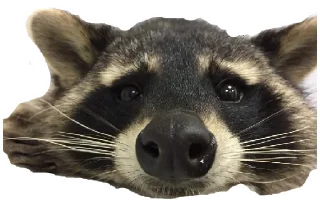 Sticker Енот - 7