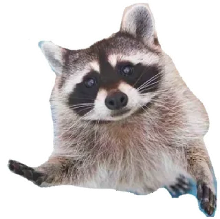 Sticker Енот - 5