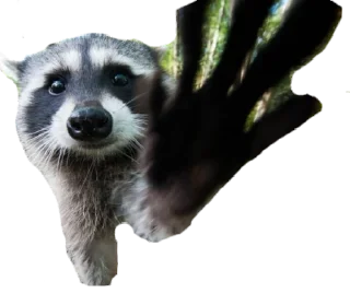 Sticker Енот - 10