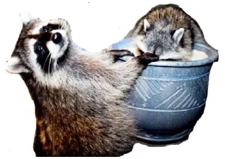 Sticker Енот - 2