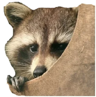 Sticker Енот - 8