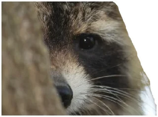 Sticker Енот - 0