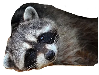 Sticker Енот - 1