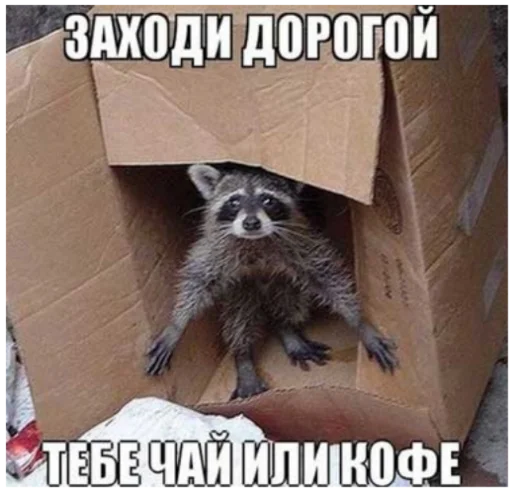 Sticker RaccoonF - 1