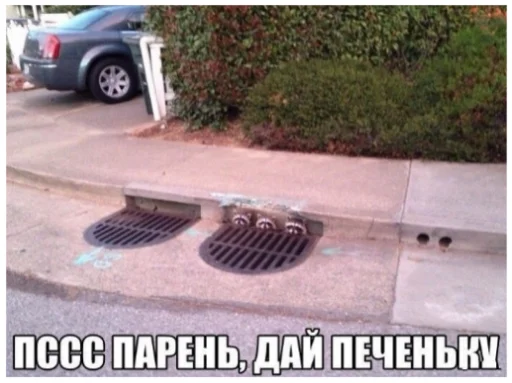 Sticker RaccoonF - 1