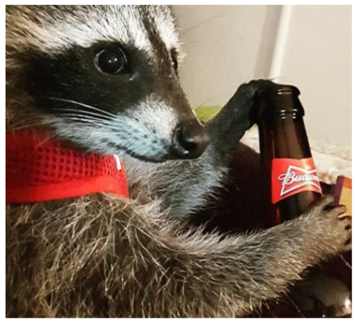 Стикер RaccoonF - 1