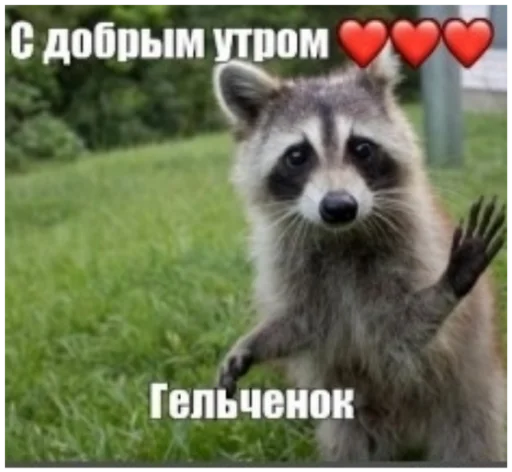 Sticker RaccoonF - 1