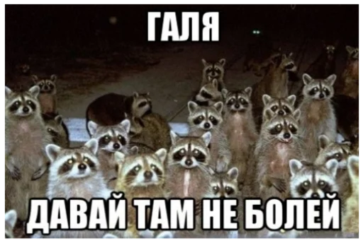 Стикер RaccoonF - 1