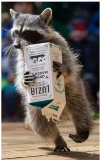 Стикер Енот - 4