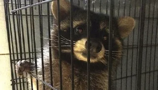 Стикер Енот - 10