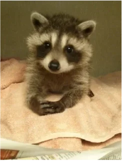 Стикер Енот - 9