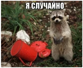 Стикер Енот - 11