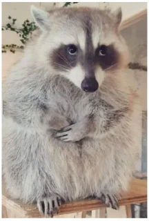 Стикер Енот - 7