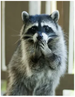 Стикер Енот - 8