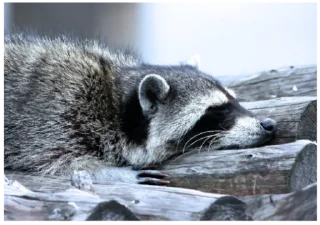 Стикер Енот - 3