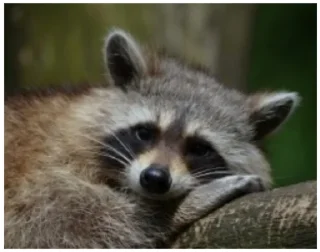 Стикер Енот - 2