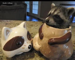 Стикер Raccoon - 4