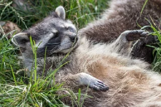 Стикер Raccoon - 6