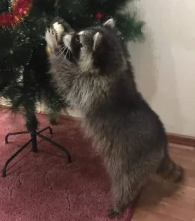 Стикер Raccoon - 8