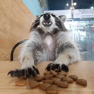 Стикер Raccoon - 7