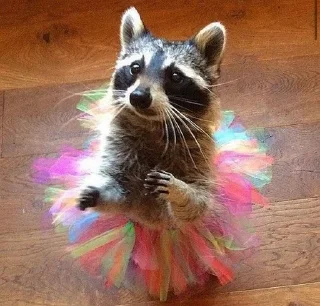 Стикер Raccoon - 0