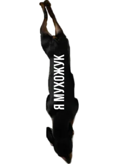 Стикер Rachel.vor - 8