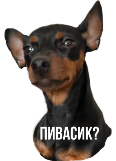 Стикер Rachel.vor - 7