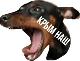 Стикер Rachel.vor - 5