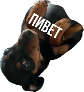 Стикер Rachel.vor - 10