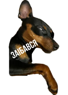 Стикер Rachel.vor - 4