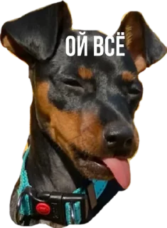 Стикер Rachel.vor - 9