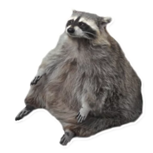 животное млекопитающее енот