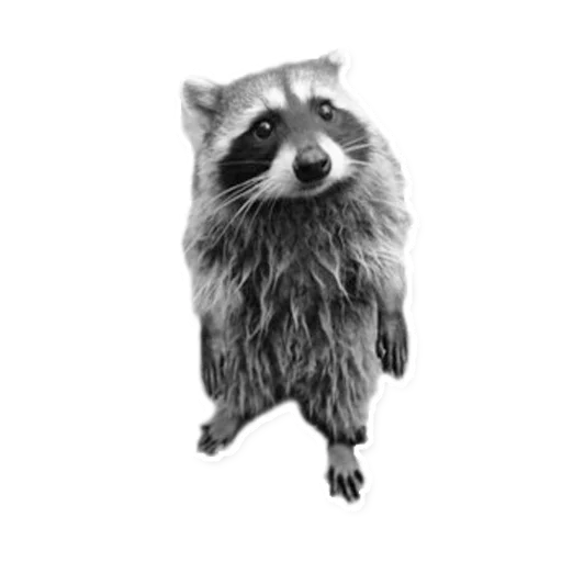 животное млекопитающее черно-белый