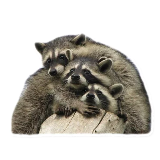 животное млекопитающее енот